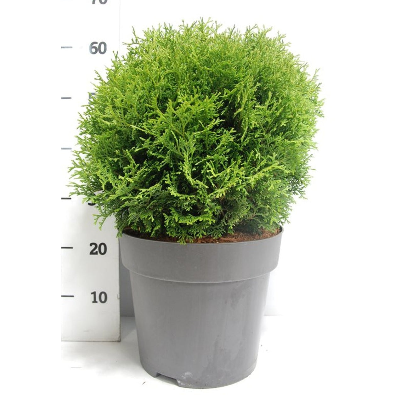 Thuja – Thuja occidentalis 'Tiny Tim' - C12 50-60 cm.